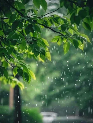 下雨天的公园大树下雨滴雨水谷雨梅雨季摄影图