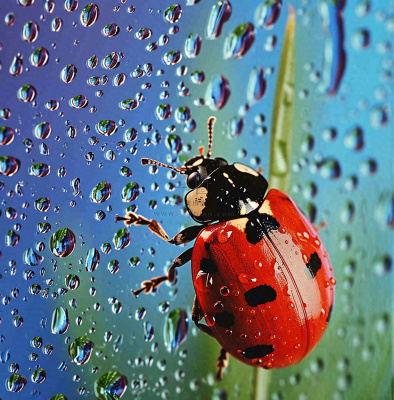 玻璃雨水下的绿叶昆虫七星瓢虫，彩色植物摄影图
