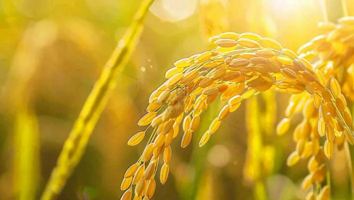 稻田稻谷稻穗粮食收成小满芒种世界粮食日摄影图