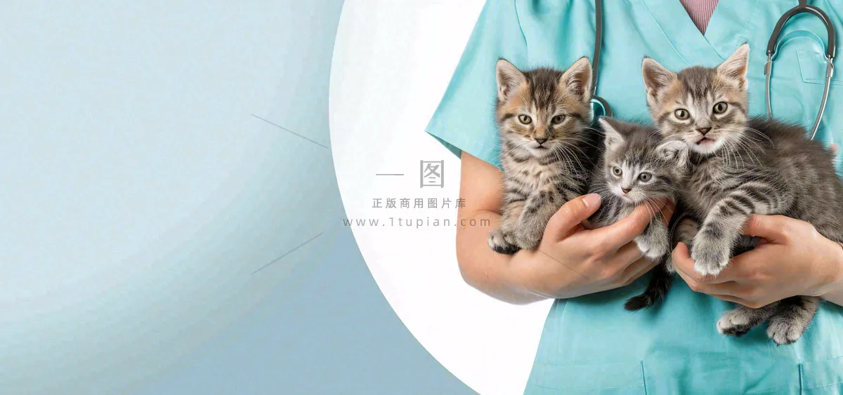 宠物医院猫狗生病救治摄影图