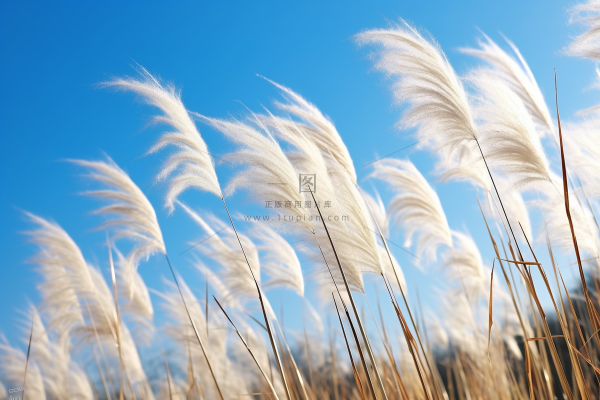 秋天蓝天下白色芦苇随风飘扬摄影图