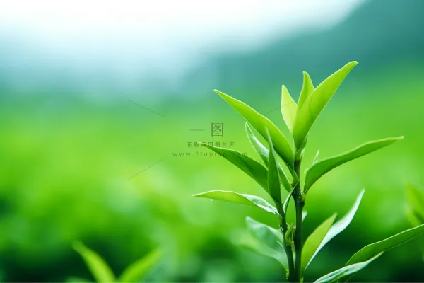 春天抽新芽的茶苗茶叶摄影图