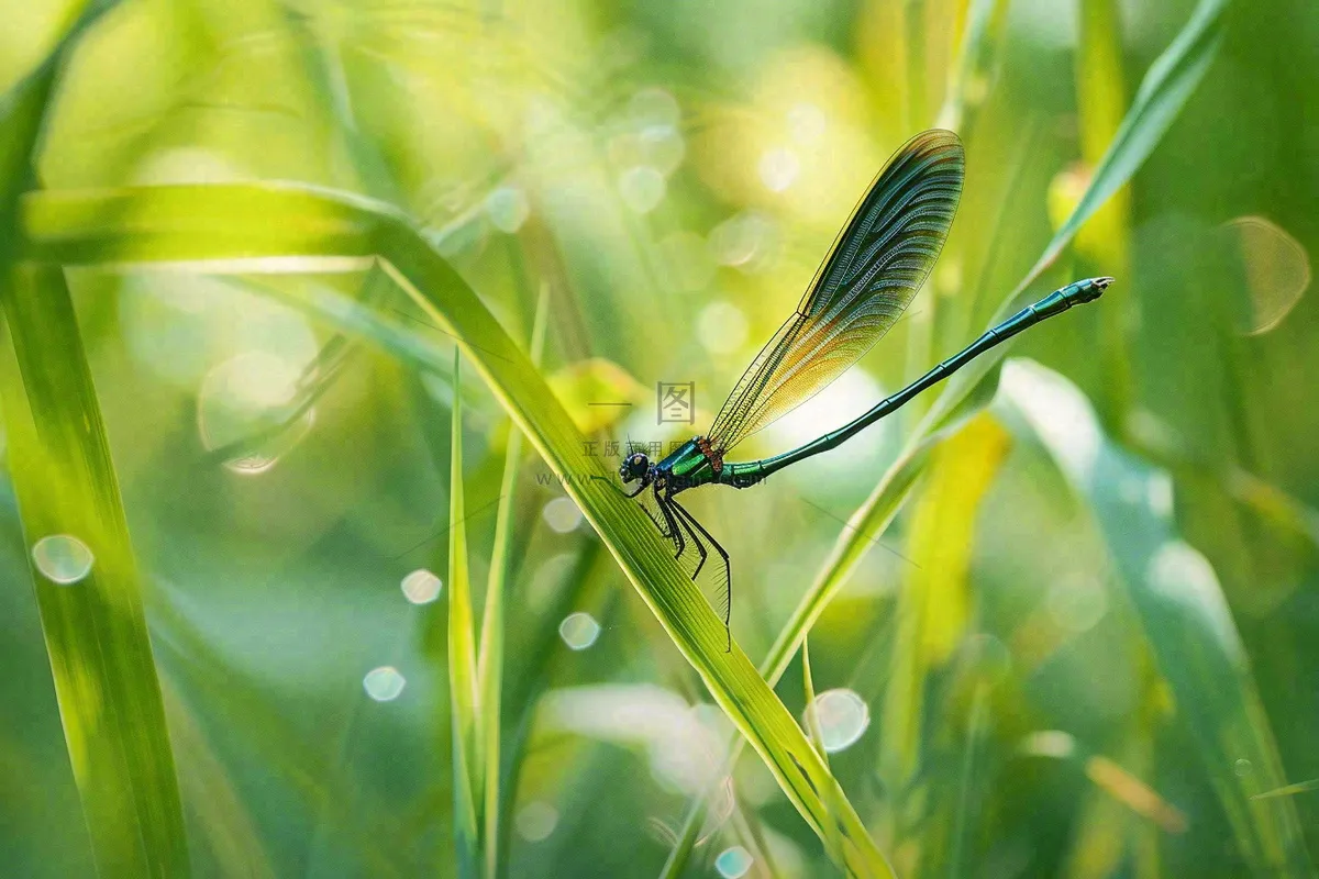 夏天植物绿叶上的蜻蜓绿意昆虫立夏夏至小暑大暑摄影图