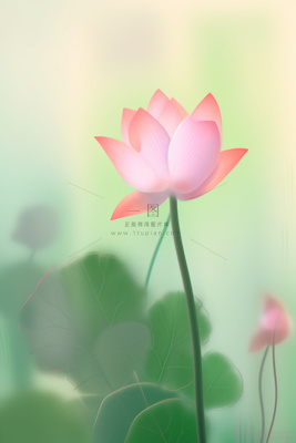 创意意境荷花粉色雾面背景 创意意境荷花粉色雾面背景