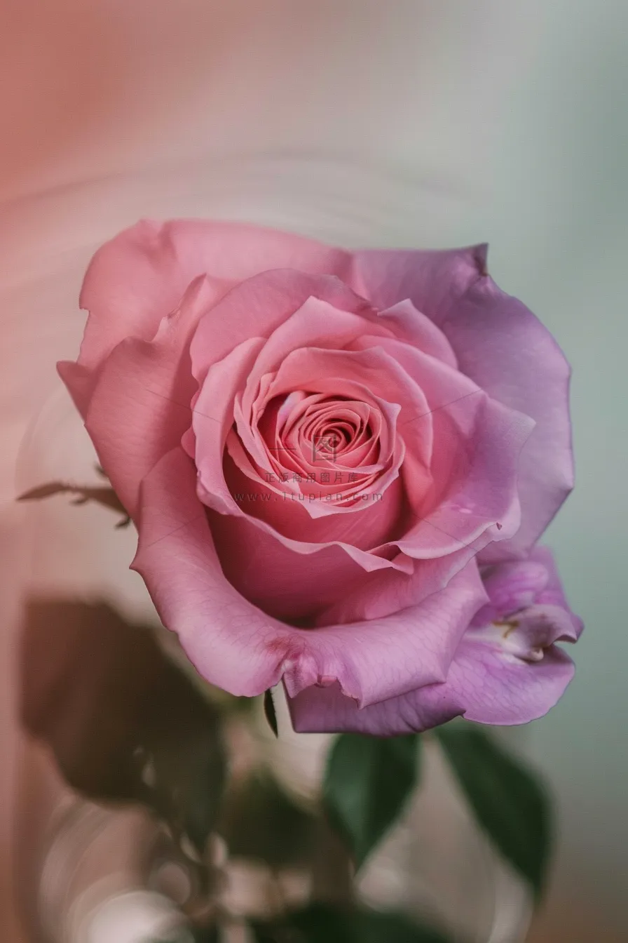 玫瑰花鲜花花朵摄影图