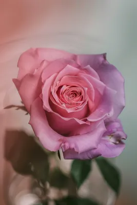 玫瑰花鲜花花朵摄影图