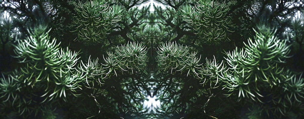 绿色绿植枝叶镜像镜头，新鲜生命力摄影图