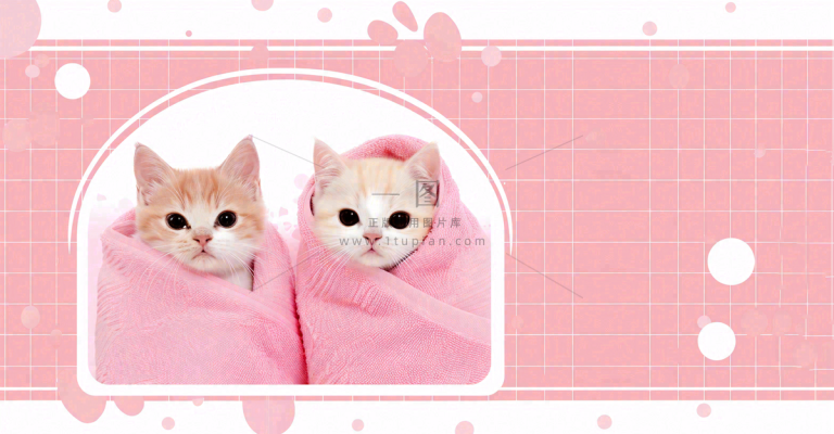 猫狗宠物店宣传卡通插画背景 猫狗宠物店宣传卡通插画背景