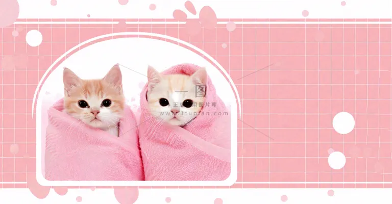 猫狗宠物店宣传卡通插画背景 猫狗宠物店宣传卡通插画背景