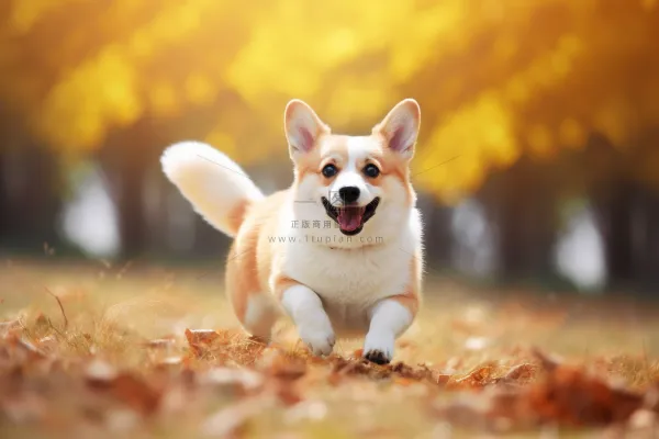 秋天柯基宠物狗在公园里玩耍奔跑摄影图 秋天柯基宠物狗在公园里玩耍奔跑摄影图