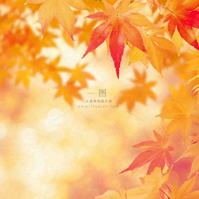 秋天秋意黄色落叶枫叶意境,秋分立秋摄影图 秋天秋意黄色落叶枫叶意境,秋分立秋摄影图