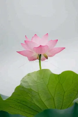 夏日荷花荷叶夏至小暑大暑摄影图 夏日荷花荷叶夏至小暑大暑摄影图