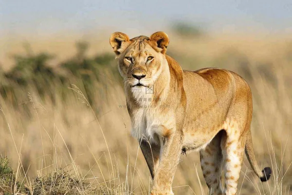 狮子动物非洲草原保护动物摄影图