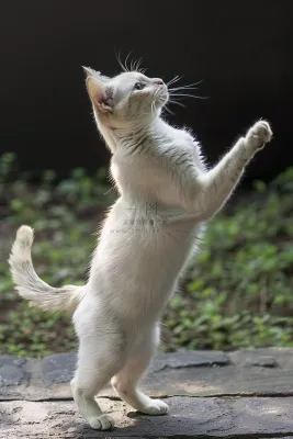 猫咪宠物猫可爱动物摄影图 猫咪宠物猫可爱动物摄影图