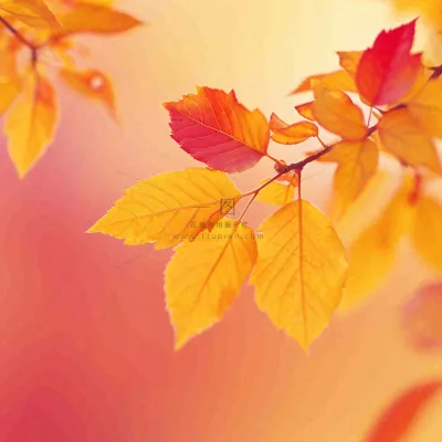 秋天秋意黄色落叶枫叶意境,秋分立秋摄影图 秋天秋意黄色落叶枫叶意境,秋分立秋摄影图