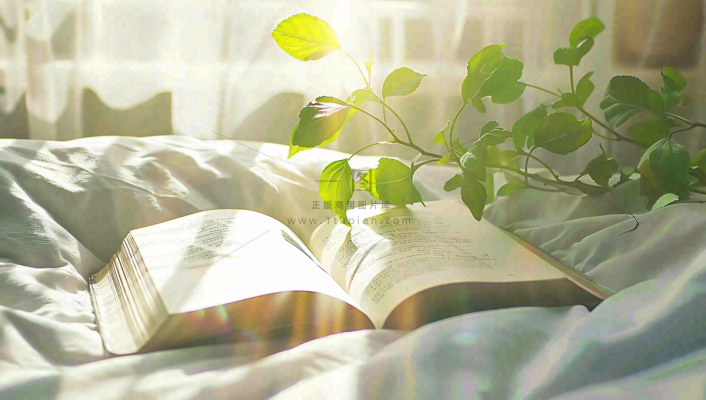 阳光下翻开的书本知识阅读世界读书日摄影图