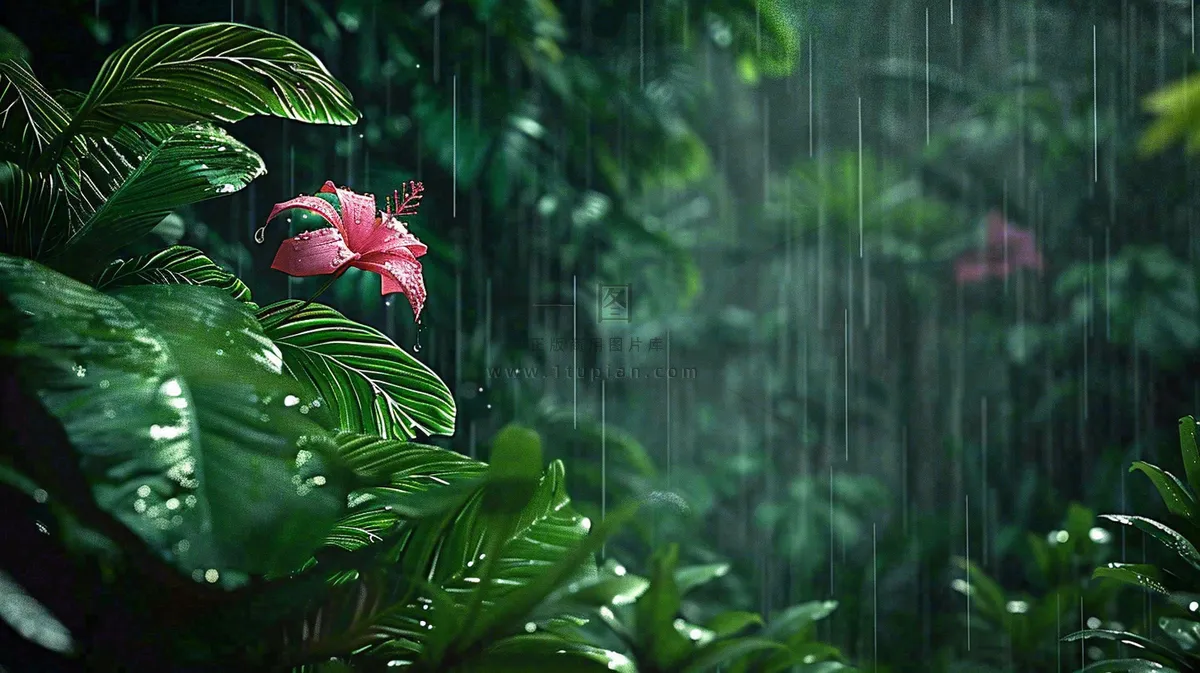 春天雨水森林植物的雨滴谷雨摄影图