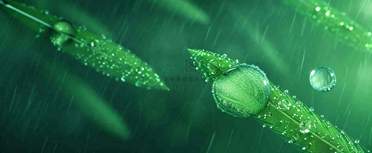 春天下雨天树叶草叶上的露珠水珠，谷雨雨水摄影图