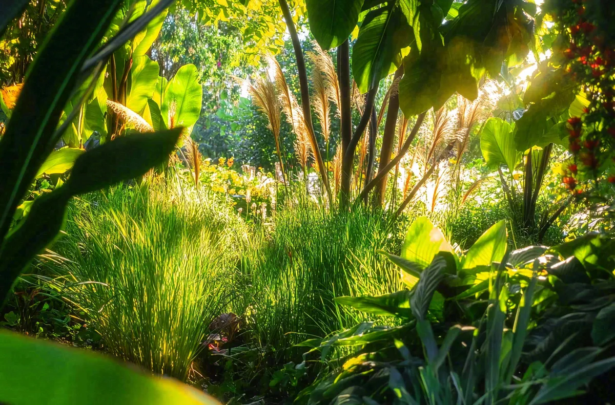 热带植物园绿植摄影图