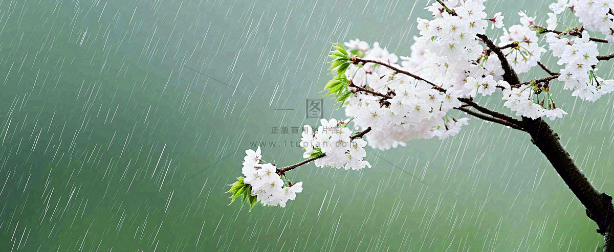春天下雨花朵谷雨,惊蛰,雨水摄影图