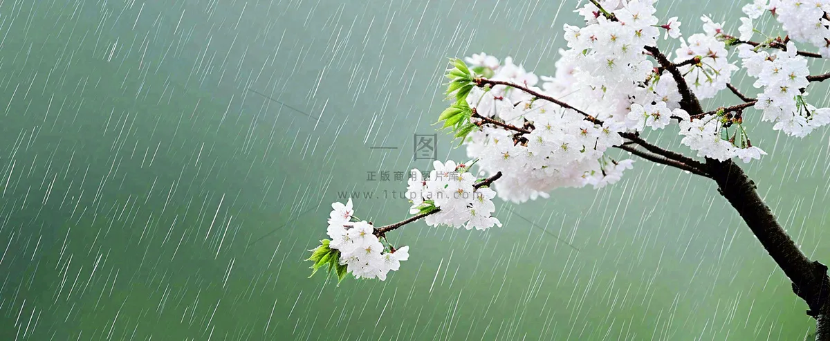 春天下雨花朵谷雨，惊蛰，雨水摄影图