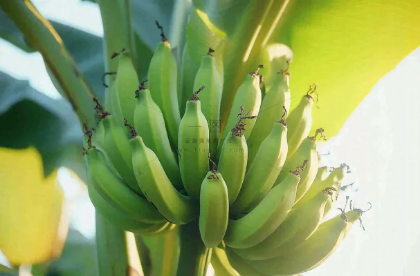 香蕉树芭蕉叶青香蕉水果摄影图