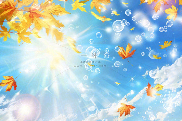 秋天黄色枫叶落叶蓝天白云刺眼阳光立秋秋分处暑背景 秋天黄色枫叶落叶蓝天白云刺眼阳光立秋秋分处暑背景