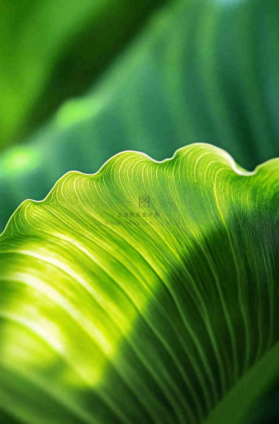 香蕉树芭蕉叶绿色植物摄影图