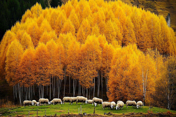 秋天风景黄色的树木森林羊群大自然风光摄影图 秋天风景黄色的树木森林羊群大自然风光摄影图