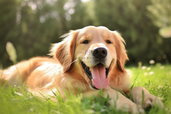 金毛宠物狗趴着公园草坪休息摄影图