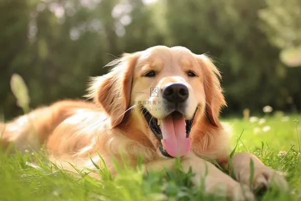 金毛宠物狗趴着公园草坪休息摄影图