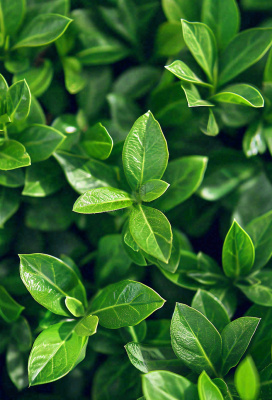 绿色新鲜茶叶绿叶摄影图 绿色新鲜茶叶绿叶摄影图