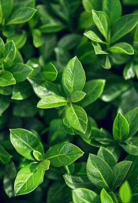 绿色新鲜茶叶绿叶摄影图 绿色新鲜茶叶绿叶摄影图