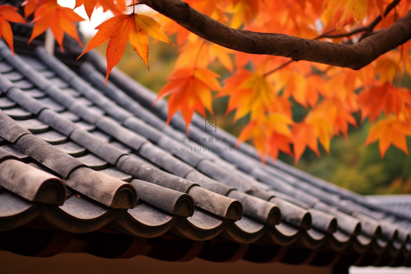 秋末雨过红枫叶苏州庭院风景摄影图