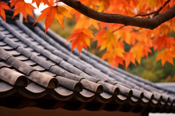 秋末雨过红枫叶苏州庭院风景摄影图