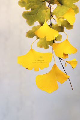 简约银杏叶清新节气海报背景 简约银杏叶清新节气海报背景