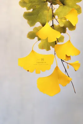 简约银杏叶清新节气海报背景 简约银杏叶清新节气海报背景