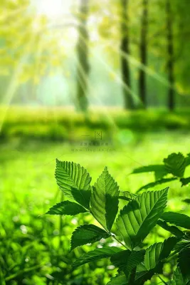 阳光绿叶森林大自然风景绿意春分夏至立夏清新摄影图 阳光绿叶森林大自然风景绿意春分夏至立夏清新摄影图