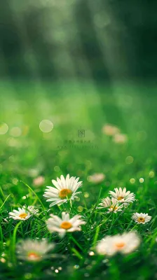 春天夏天草地绿叶小花阳光温馨,春分惊蛰谷雨摄影图 春天夏天草地绿叶小花阳光温馨,春分惊蛰谷雨摄影图