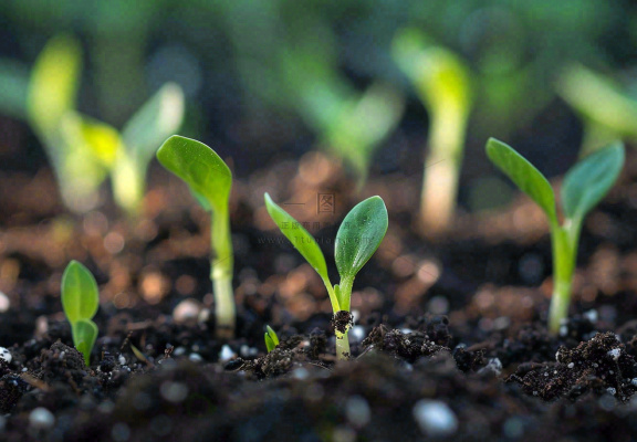春天抽新芽发芽黑土地立春惊蛰摄影图