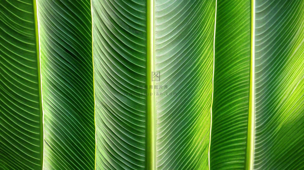 香蕉树芭蕉叶绿色植物摄影图