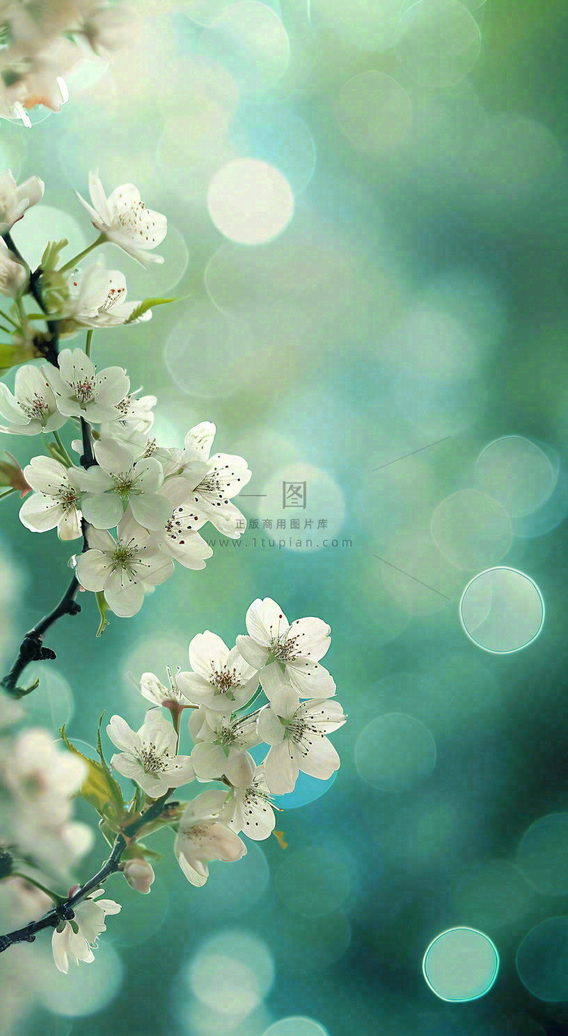 春天清新白色樱花浪漫花瓣枝叶,立春摄影图