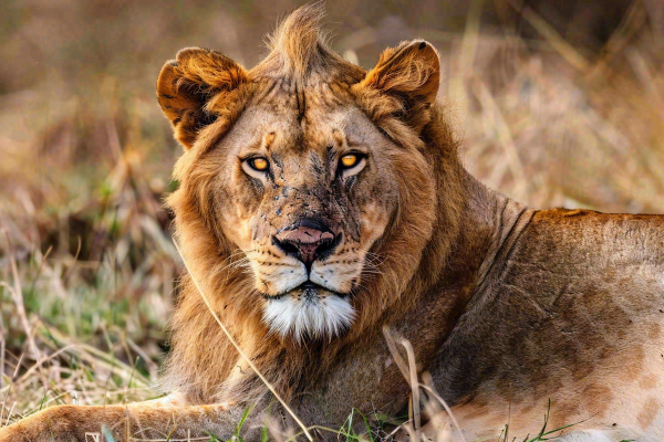 狮子动物非洲草原保护动物摄影图