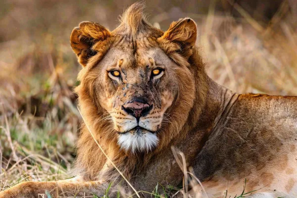 狮子动物非洲草原保护动物摄影图