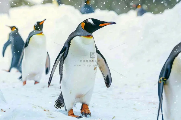 冰雪天地的企鹅寒冷动物摄影图