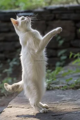 猫咪宠物猫可爱动物摄影图