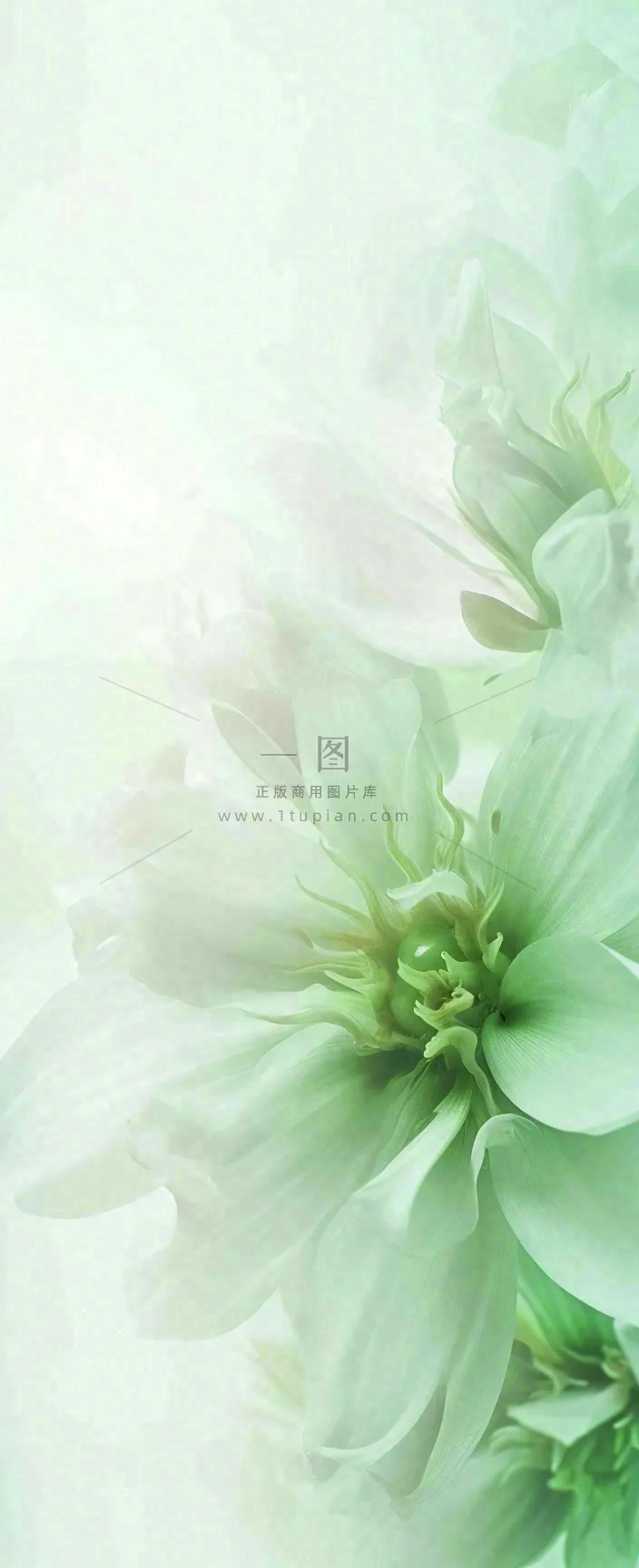 白色清新花朵朦胧唯美意境，鲜花摄影图