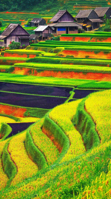 春天唯美绿色梯田种植,乡村小屋,谷雨摄影图 春天唯美绿色梯田种植,乡村小屋,谷雨摄影图