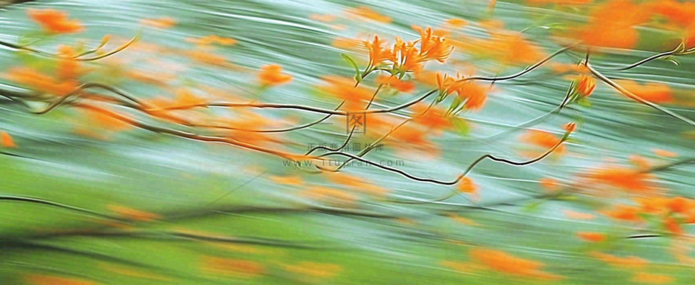橙色鲜花意境流水渐变朦胧背景