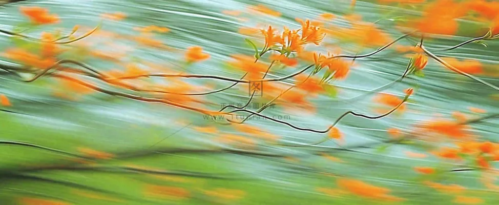 橙色鲜花意境流水渐变朦胧背景